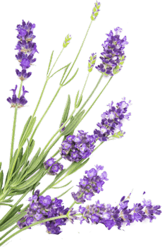 oranmen.lavender herb flowers whitefloral border 1