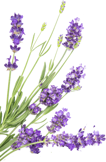 oranmen.lavender herb flowers whitefloral border