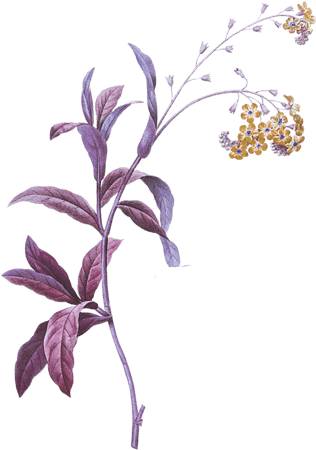 oranmen2.lavender herb flowers whitefloral border